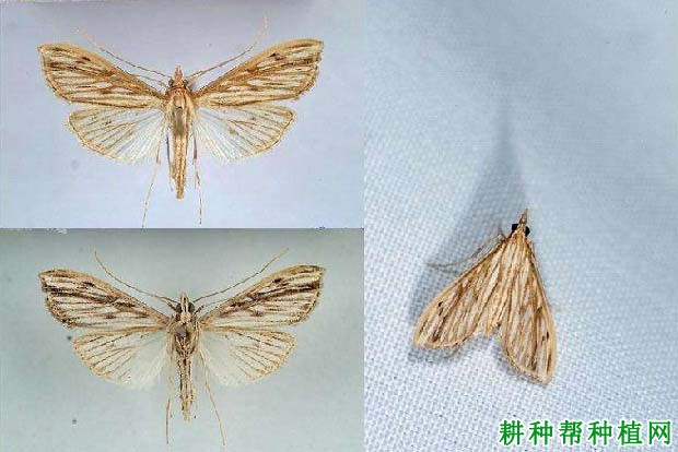 种芝麻如何防治芝麻荚野螟？