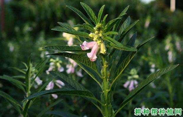 晋芝7号芝麻品种好不好? 晋芝7号芝麻品种好不好?