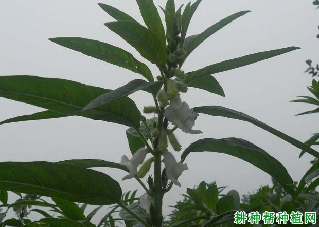 漯芝16号芝麻品种好不好? 漯芝16号芝麻品种好不好?