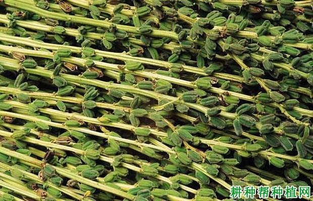 中芝26芝麻品种好不好? 中芝26芝麻品种好不好?