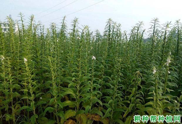 中芝26芝麻品种好不好? 中芝26芝麻品种好不好?