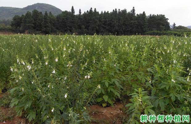 旱芝4号芝麻品种好不好? 旱芝4号芝麻品种好不好?