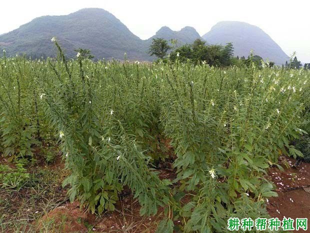 旱芝4号芝麻品种好不好? 旱芝4号芝麻品种好不好?