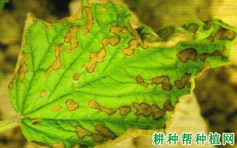 种芝麻如何防治芝麻褐斑病? 种芝麻如何防治芝麻褐斑病?