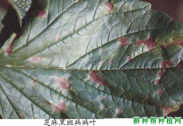 种芝麻如何防治芝麻黑斑病? 种芝麻如何防治芝麻黑斑病?