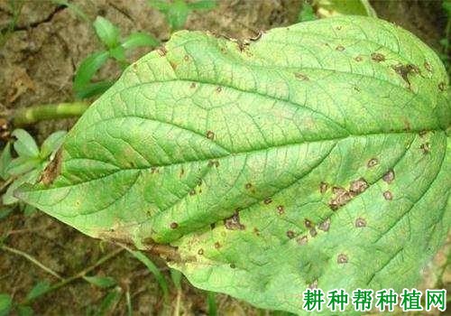 种芝麻如何防治芝麻黑斑病? 种芝麻如何防治芝麻黑斑病?