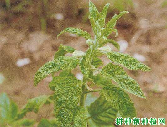 种芝麻如何防治芝麻普通花叶病? 种芝麻如何防治芝麻普通花叶病?
