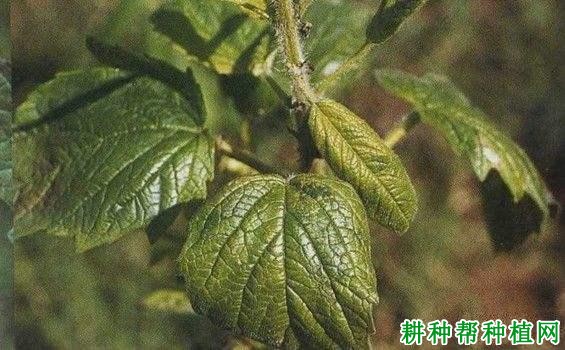 种芝麻如何防治芝麻普通花叶病? 种芝麻如何防治芝麻普通花叶病?