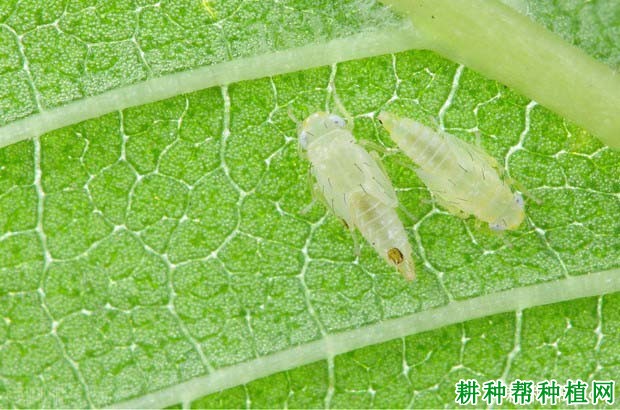 种芝麻如何防治棉叶蝉? 种芝麻如何防治棉叶蝉?