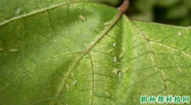 种芝麻如何防治棉叶蝉? 种芝麻如何防治棉叶蝉?