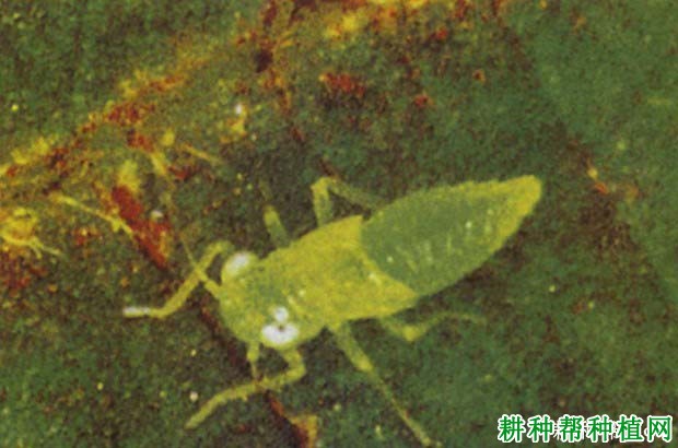 种芝麻如何防治棉叶蝉? 种芝麻如何防治棉叶蝉?