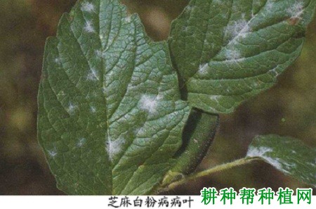 种芝麻如何防治芝麻白粉病? 种芝麻如何防治芝麻白粉病?