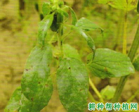 种芝麻如何防治芝麻白粉病? 种芝麻如何防治芝麻白粉病?