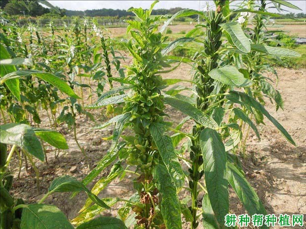 种芝麻如何防治芝麻变叶病? 种芝麻如何防治芝麻变叶病?