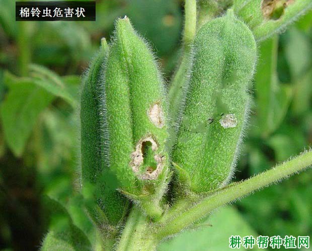 种芝麻如何防治棉铃虫? 种芝麻如何防治棉铃虫?