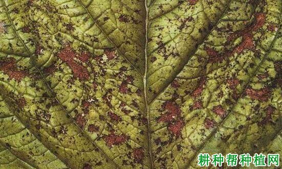 种芝麻如何防治芝麻细菌性角斑病? 种芝麻如何防治芝麻细菌性角斑病?