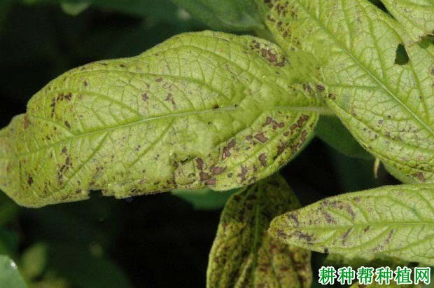 种芝麻如何防治芝麻细菌性角斑病? 种芝麻如何防治芝麻细菌性角斑病?