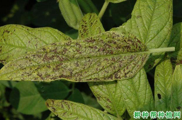 种芝麻如何防治芝麻细菌性角斑病? 种芝麻如何防治芝麻细菌性角斑病?