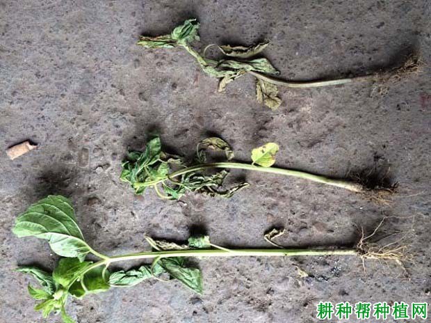 种芝麻如何防治芝麻青枯病? 种芝麻如何防治芝麻青枯病?