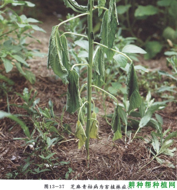 种芝麻如何防治芝麻青枯病? 种芝麻如何防治芝麻青枯病?