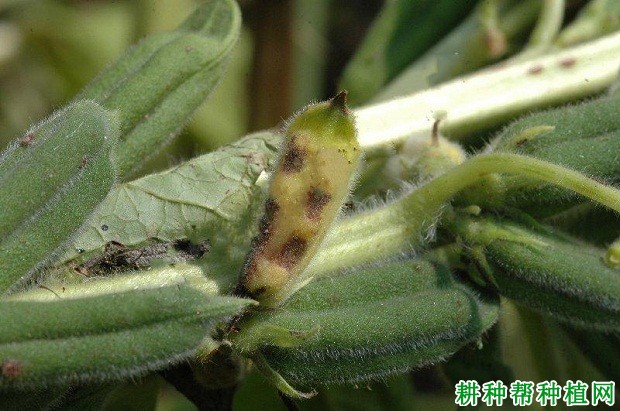 种芝麻如何防治芝麻茎点枯病？