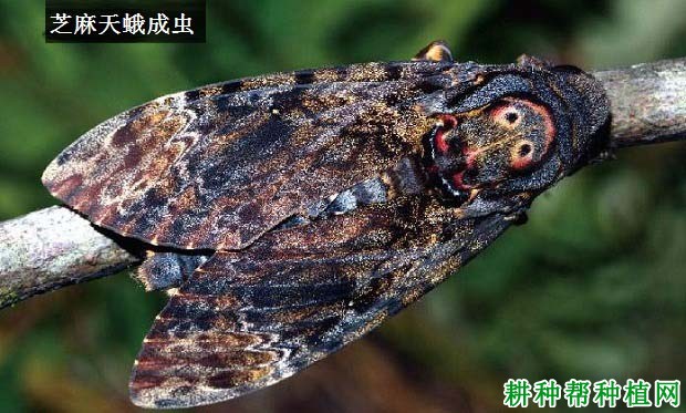 种芝麻如何防治芝麻天蛾? 种芝麻如何防治芝麻天蛾?