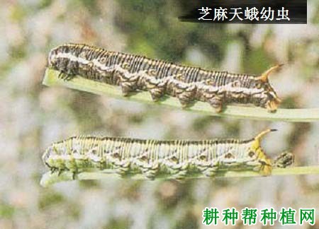 种芝麻如何防治芝麻天蛾? 种芝麻如何防治芝麻天蛾?
