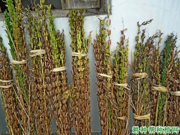种植芝麻什么时候可以收获? 种植芝麻什么时候可以收获?