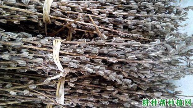 种植芝麻什么时候可以收获? 种植芝麻什么时候可以收获?