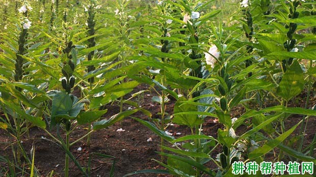 芝麻什么时候种植好? 芝麻什么时候种植好?
