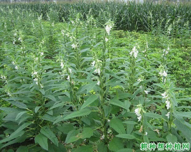 种植芝麻如何浇水? 种植芝麻如何浇水?