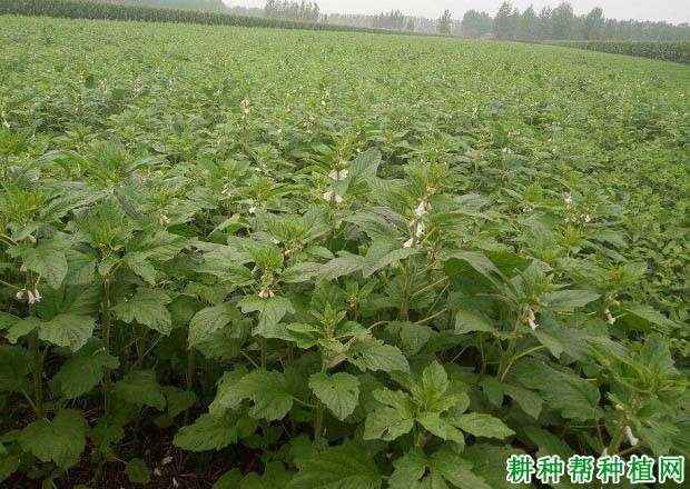 种植芝麻如何浇水? 种植芝麻如何浇水?
