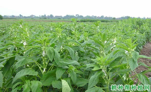 种植芝麻如何浇水? 种植芝麻如何浇水?