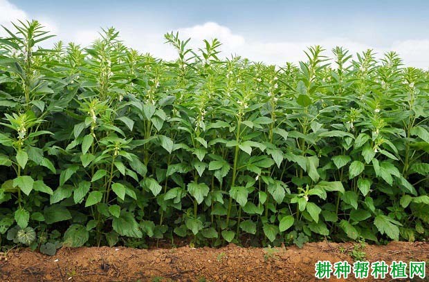 种植芝麻需要怎么样的条件? 种植芝麻需要怎么样的条件?