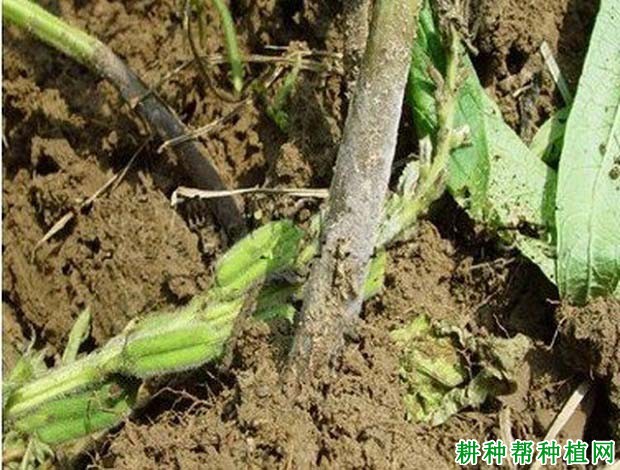 种芝麻如何防治芝麻立枯病? 种芝麻如何防治芝麻立枯病?