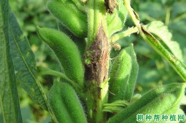 种芝麻如何防治芝麻立枯病? 种芝麻如何防治芝麻立枯病?
