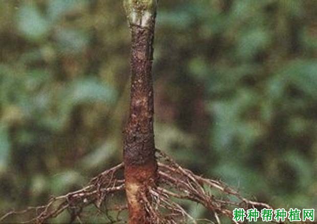 种芝麻如何防治芝麻立枯病? 种芝麻如何防治芝麻立枯病?