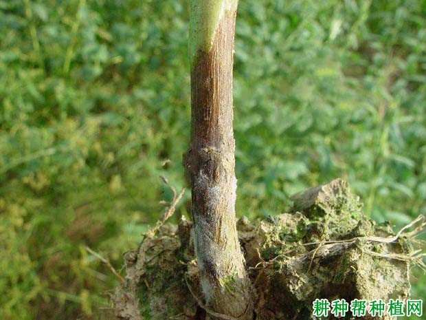 种芝麻如何防治芝麻立枯病? 种芝麻如何防治芝麻立枯病?