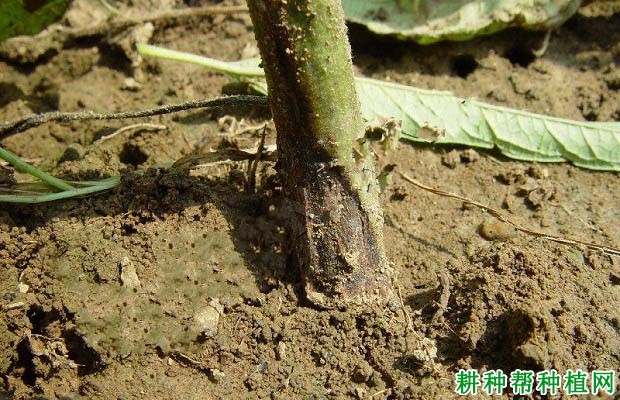 种芝麻如何防治芝麻立枯病? 种芝麻如何防治芝麻立枯病?