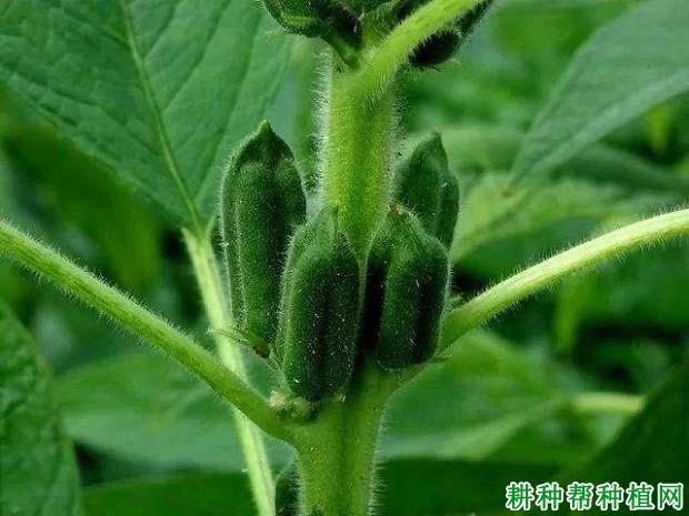 芝麻生长需水规律是怎么样? 芝麻生长需水规律是怎么样?