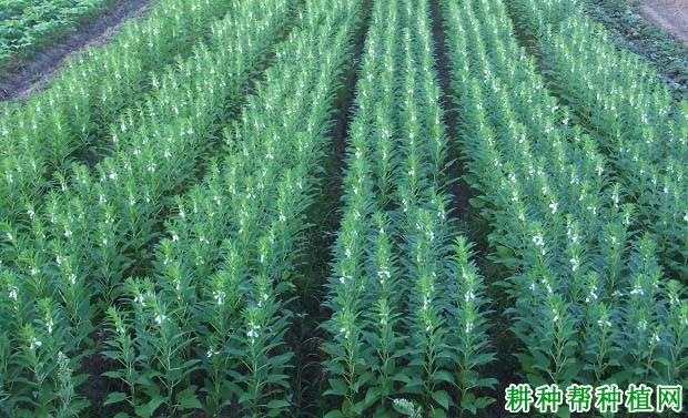 种植芝麻如何施肥? 种植芝麻如何施肥?
