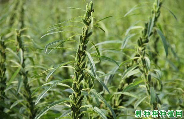 芝麻生长需肥特点是怎么样? 芝麻生长需肥特点是怎么样?