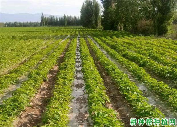 芝麻种植的密度如何确定? 芝麻种植的密度如何确定?