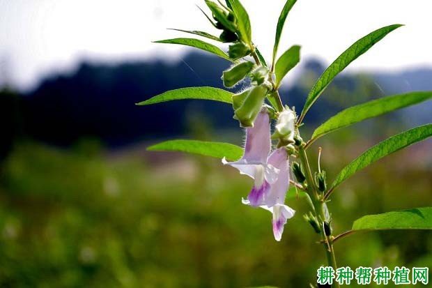 芝麻花什么时候开? 芝麻花什么时候开?
