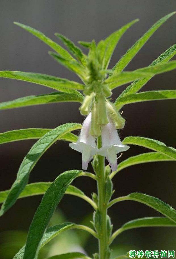 芝麻的叶子长怎么样? 芝麻的叶子长怎么样?