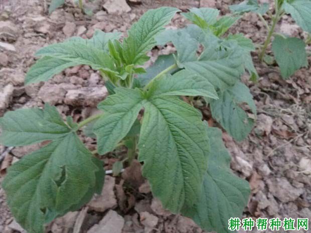 芝麻的叶子长怎么样? 芝麻的叶子长怎么样?