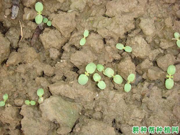 芝麻苗期如何管理? 芝麻苗期如何管理?