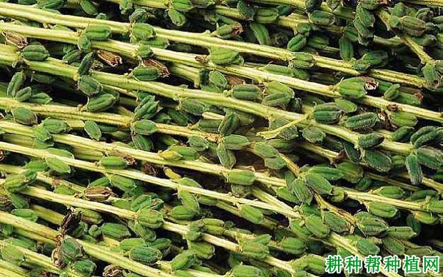 芝麻的茎有什么特性? 芝麻的茎有什么特性?