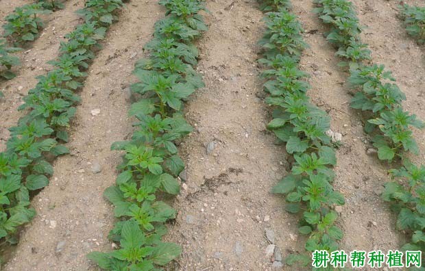 芝麻如何播种? 芝麻如何播种?