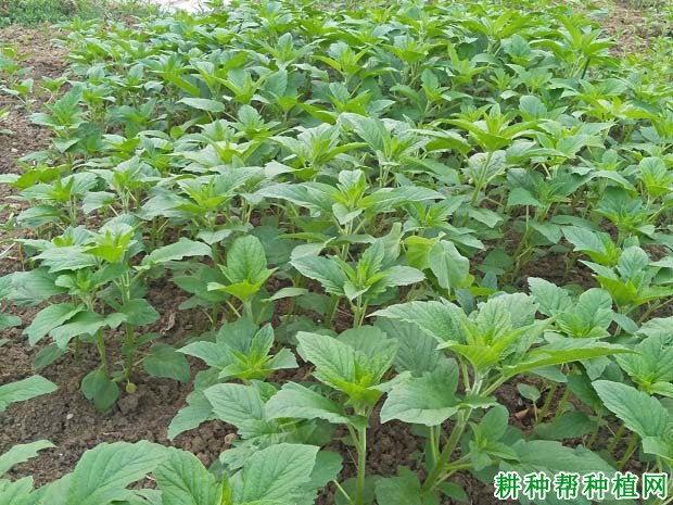 芝麻如何播种? 芝麻如何播种?